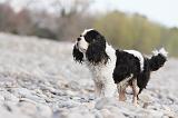 CAVALIER KING CHARLES 242